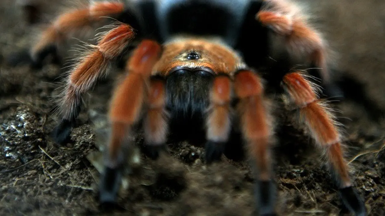 Ilustrasi Tarantula (AP)