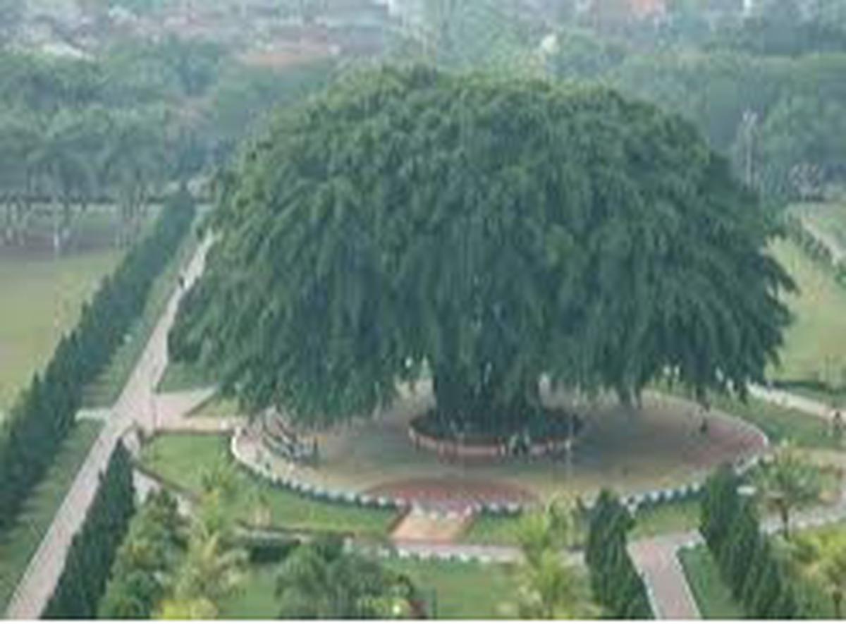 Pohon Beringin