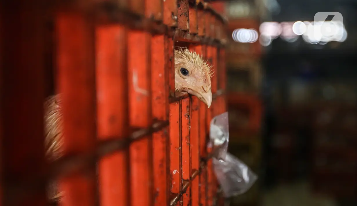Seekor ayam terlihat di tempat pemotongan saat pandemi COVID-19 di kawasan Kebayoran Lama, Jakarta, Jumat (29/1/2021). Saat ini harga ayam ras di tingkat konsumen berkisar Rp 27.000 per kilogram. (Liputan6.com/Johan Tallo)