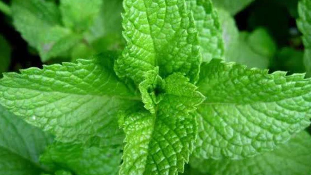 Menelusuri Khasiat Daun Dewa sebagai Solusi Alami Beragam Penyakit