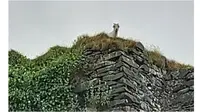 Kambing Terjebak di Menara Kastil Setinggi 30 Meter, Mengembik Tak Bisa Turun