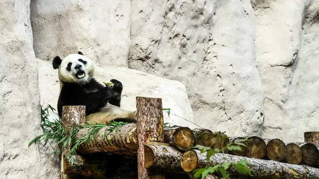 Pengunjung Ini Lempar Batu ke Arah Panda, Alasannya Bikin Geram