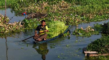 Seorang petani memanen mimosa air dari perahu di sebuah perkebunan di Phnom Penh, Kamboja, 28 April 2022. Mimosa air adalah hidangan sayuran yang populer di Kamboja. (TANG CHHIN Sothy/AFP)