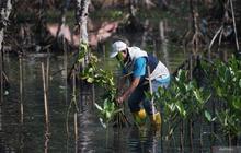 Target 100 Ribu Bibit: Pemkab Batang Gencarkan Penanaman Mangrove untuk Cegah Abrasi Parah