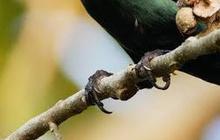 Mitos Burung Cucak Keling dalam Kepercayaan Indonesia, Ini Ulasannya
