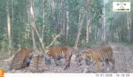 1,5 Tahun Berlalu, Induk Harimau Sumatera Kembali Terekam Bareng 3 Anaknya