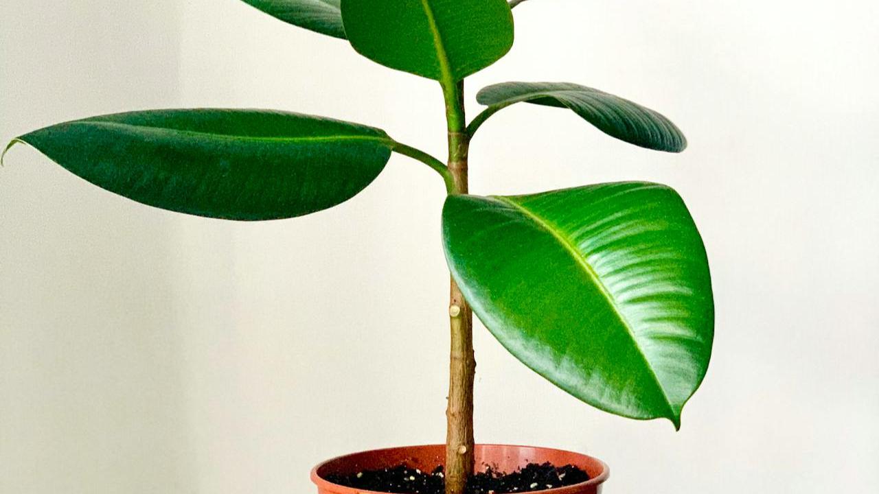 Tanaman dalam Ruangan