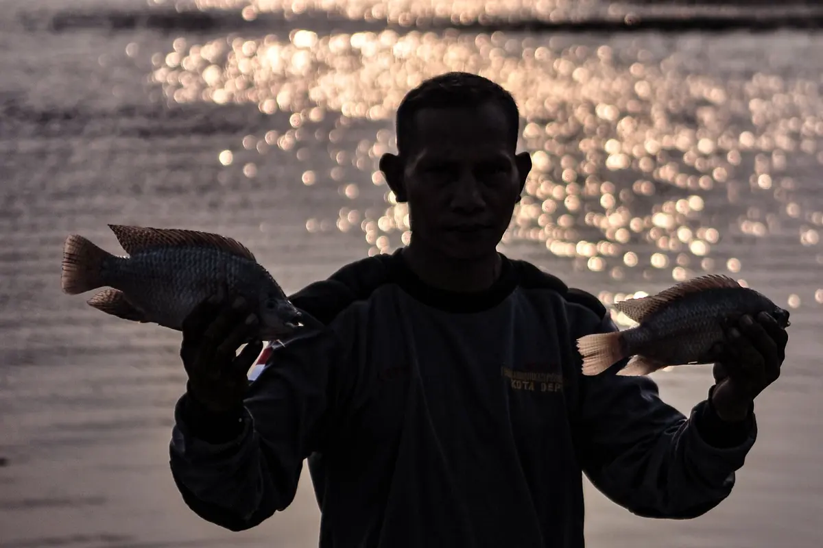 Ilustrasi Ikan Mujair
