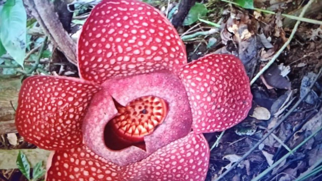 Fenomena Langka: Dua Bunga Rafflesia Mekar Sempurna Bersamaan di Agam