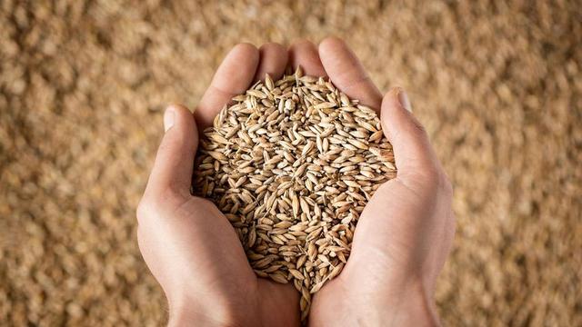 Menelisik Manfaat Gandum Utuh untuk Penderita Diabetes