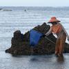 Warga Desa Adat Peminge mengumpulkan lepasan rumput laut di kawasan Pantai Geger Mulya, Nusa Dua, Bali, Selasa (3/5/2022). Rumput laut kering dijual dengan harga Rp 5.000/kg atau pendapatan rata-rata sehari mereka hanya Rp 20 ribu. (merdeka.com/Arie Basuki)