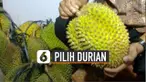 Buat anda yang tengah berburu durian, ada tips untuk memilih durian manis dan matang.