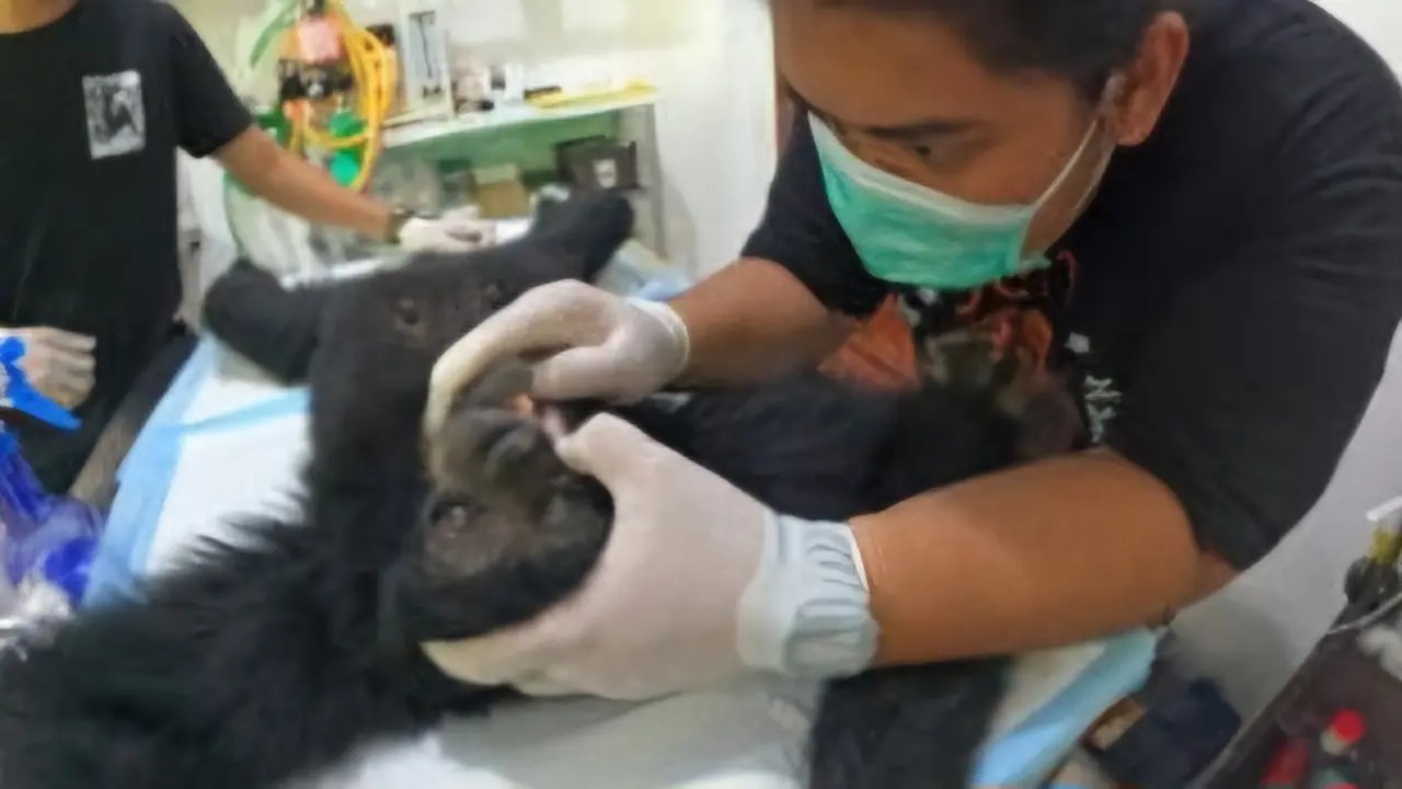 Tragis Nasib Rinja, Owa Siamang di Lampung Ditembaki 4 Peluru Senapan Angin hingga Agresif ke Warga