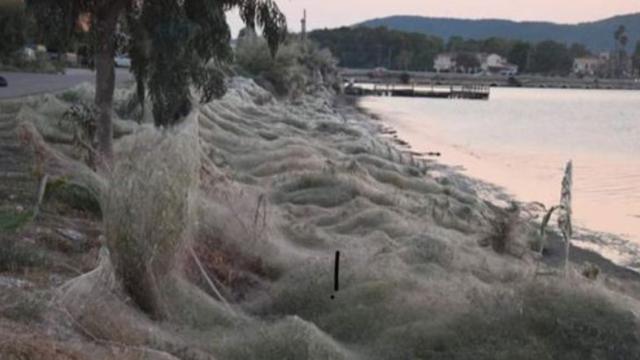 Berselimut Jaring, 6 Potret Kota Aitoliko yang Diserang Laba-Laba