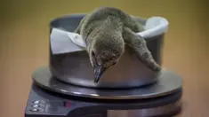 Bayi penguin Humboldt yang berumur satu bulan ditimbang di Kebun Binatang di Praha (11/11/2019). Setelah beberapa upaya untuk menetas penguin di kebun binatang gagal dalam beberapa tahun terakhir, bayi penguin Humboldt lahir pada 18 Oktober. (AFP Photo/Michal Cizek)