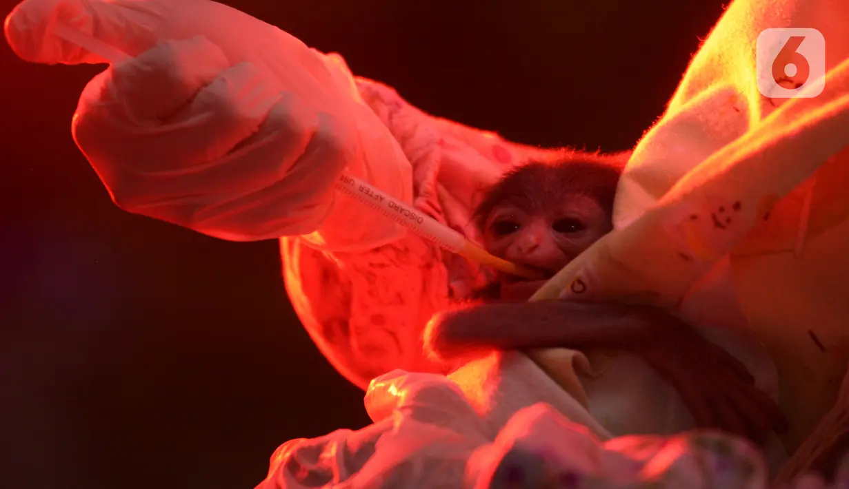 Dokter hewan memberikan asupan susu bayi Owa Jawa di Pusat Rehabilitasi Owa Jawa Taman Nasional Gunung Gede Pangrango, Bodogol,Sukabumi, Jawa Barat, Rabu (10/2/2021). Kondisi anak owa Jawa ini masih dalam perawatan intensiv di tangani oleh dokter hewan selama 24 jam. (merdeka.com/Imam Buhori)