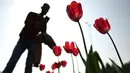 Seorang pria berjalan di samping bunga tulip di sepanjang pinggir jalan di New Delhi (7/2/2022). Bulan Februari bunga tulip mulai bermekaran menunjukkan warna aslinya di pinggir jalan di New Delhi, India. (AFP/Sajjad Hussain)