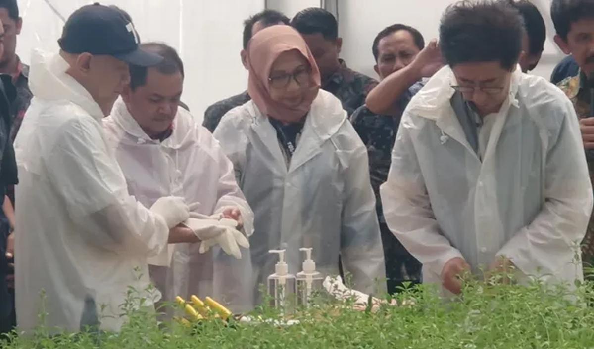 Menteri Teten Ikuti Panen Stevia