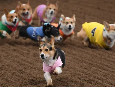 Anjing-anjing Corgi berlomba dalam kejuaraan "Corgi Nationals" California Selatan di Arena Balap Santa Anita di Arcadia pada 26 Mei 2019. Ratusan anjing corgi yang mengikuti kejuaraan ini memperebutkan gelar anjing tercepat. (Photo by Mark RALSTON / AFP)