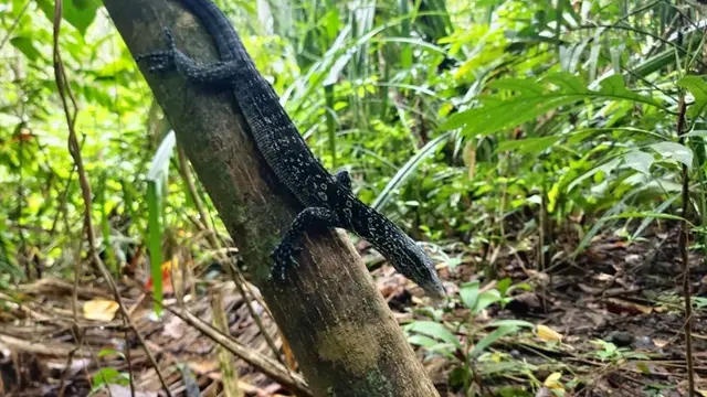Biawak Pohon Tutul Biru/Varanus Macraei/Foto: inaturalist