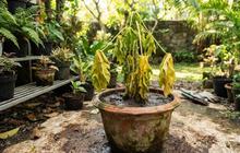9 Penyebab Tanaman Buah dalam Pot Tiba-Tiba Layu, Kenali Tanda dan Cara Mengatasinya