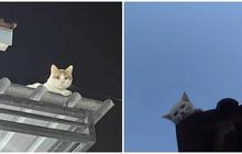 Sering Dianggap Menghilang Bikin Bingung Majikan, Ini Potret Kucing di Atap Rumah Bersantai Mengamati Orang-orang yang Mencarinya