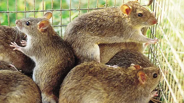 Ilustrasi tikus sawah