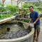 12 Trik Budidaya Lele Rumahan agar Ikan Tidak Banyak Mati dan Panen Optimal