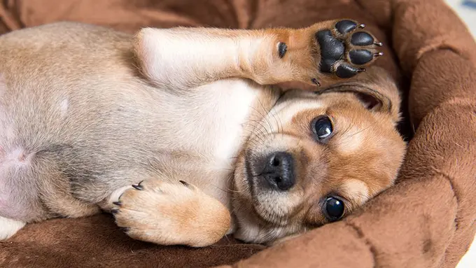 [Bintang] Hewan yang mengeluarkan aroma makanan