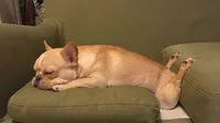 Pose anjing tidur (Sumber: boredpanda)