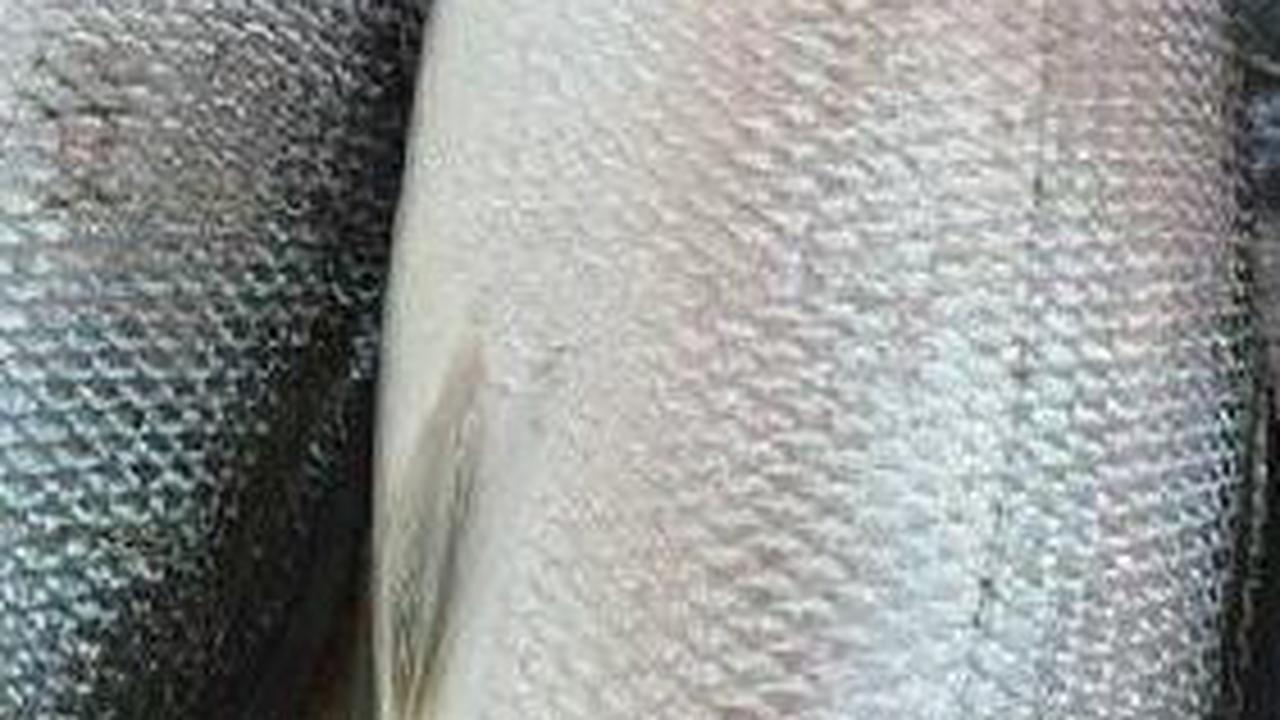 Manfaat Kesehatan dari Ikan Bandeng