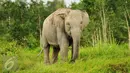 Gajah Sumatera sedang mencari makan di Sebokor, Ogan Komering Ilir, Sumatra Selatan, (25/3). Gajah Sumatra ini didatangkan dari Pusat Latihan Gajah (PLG) Padang Sugihan. (Liputan6.com/Gempur M Surya)