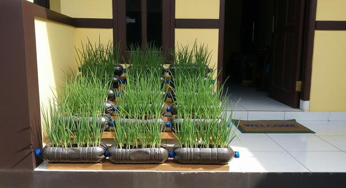 TOP 3: Cara Menanam Daun Bawang, Cara Membersihkan Kerak di Kompor Gas dan Model Pagar Kombinasi Besi Hollow dan Batu Alam