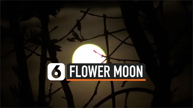 VIDEO: Penampakan Bulan 'Flower Moon' di Pinggiran Desa Inggris