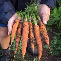 Seorang netizen mengunggah foto wortel unik di Bored Panda. Mirip apa, ya? :| (Via: boredpanda.com)