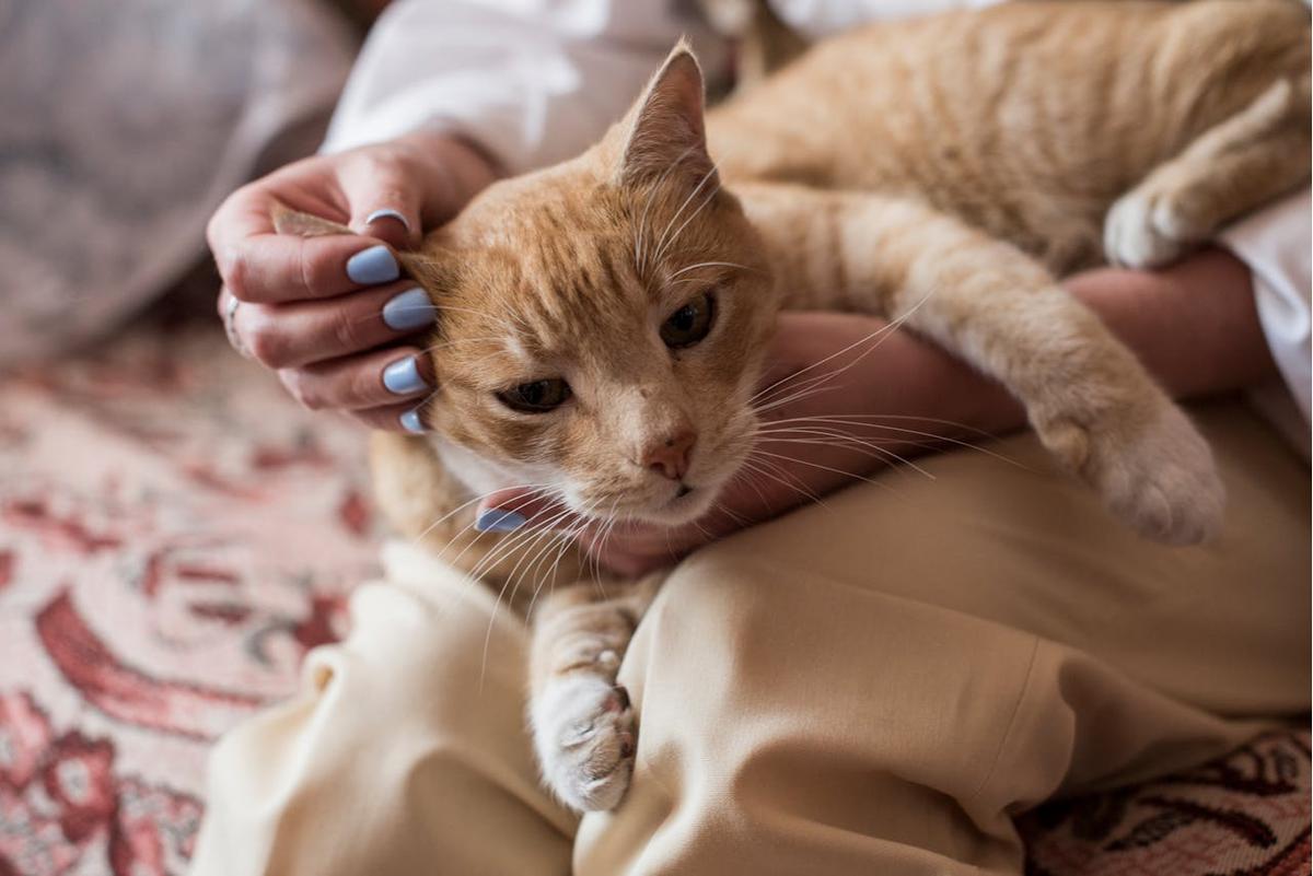 Pecinta Kucing