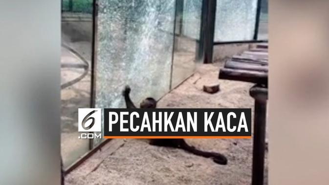 VIDEO: Rekaman Monyet Pecahkan Kaca Kebun Binatang