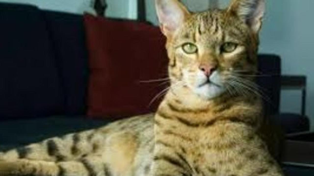 Ini dia alasan mengapa kucing terlihat sangat imut!