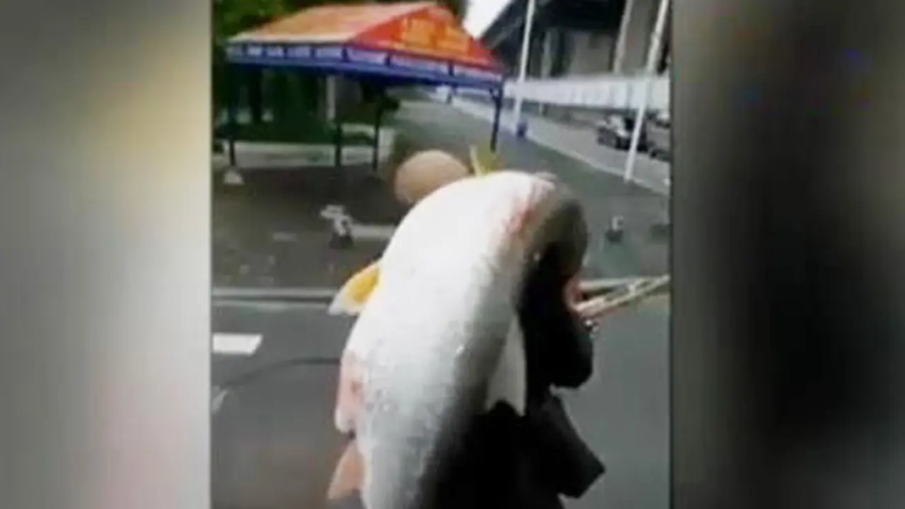 Jendela Dunia: Pria Paruh Baya Panggul Ikan Raksasa