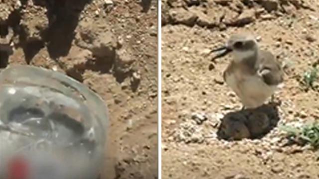 Induk Burung Lindungi Telurnya dari Traktor