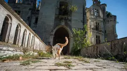 Seekor kucing melintas di depan kastil La Mothe-Chandeniers yang rusak oleh vegetasi di Les Trois-Moutiers, Prancis, 8 Oktober 2018. Kastil yang dibangun pada abad 13 ini kondisinya sangat memprihatinkan karena tak pernah terurus. (GUILLAUME SOUVENT/AFP)