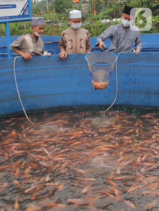 Santri mengambil ikan mujair nila merah di budidaya ikan Pesantren Ruhama Al Fajar, Citayam, Bogor, Jawa Barat, Selasa (29/6/2021). Tidak hanya dibekali Ilmu Agama, di pesantren ini  santrinya  dibekali suntuk menjadi entrepreneur dalam budidaya ikan nila merah. (merdeka.com/Arie Basuki)