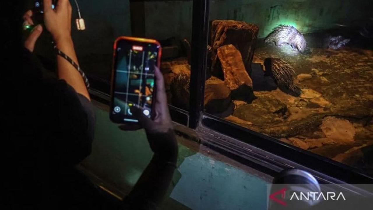 Kembali Diuji Coba, Ragunan Night Tawarkan Pengalaman Melihat Satwa Nokturnal di Malam Hari