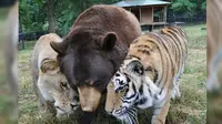 Persahabatan unik antara beruang, macan, dan singa. (Dailymail)