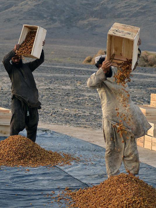 Petani bekerja di perkebunan anggur saat membuat kismis di Kandahar, Afghanistan, 6 September 2021. (JAVED TANVEER/AFP)
