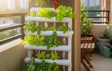 9 Model Kebun Sayur di Balkon Rumah dan Tips Perawatannya