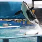 Lolita tampil di Miami Seaquarium selama beberapa dekade hingga pensiun tahun lalu. (Sumber: Screenshot dari&nbsp;Wikimedia Commons/Leonardo Dasilva)