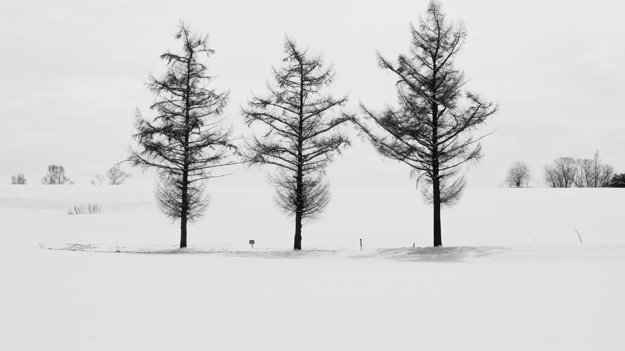 Kota Kecil di Hokkaido Alami Overtourism karena Pohon Fotogenik. Sudah Ditebang tapi Turis Tetap Datang