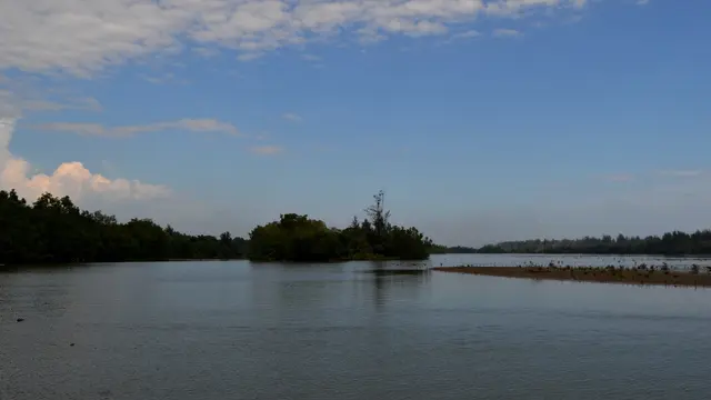 Pagi Bersama Kawanan Bangau Putih Di Muara Jenggalu Bengkulu