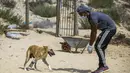 Relawan Palestina di Sula Society for Animal Care Saeed al-Err bermain dengan anjing yang diamputasi Billy, dilengkapi dengan kaki palsu baru yang dibuat bekerja sama dengan pusat kaki palsu Kota Gaza, selama rehabilitasi di asosiasi penampungan  di Kota Gaza (9/9/2020). (AFP Photo/Mohammed Abed)